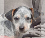 Small #6 Pug Mix