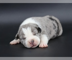 American Bully Puppy for sale in CHAMPAIGN, IL, USA