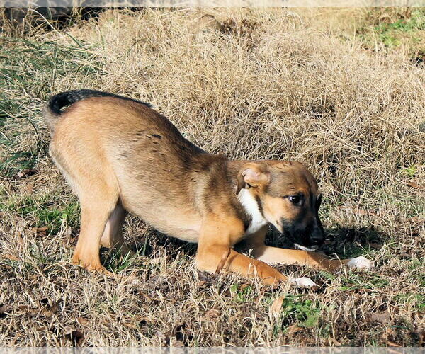 Medium Photo #2 Border Collie-Unknown Mix Puppy For Sale in Munford, TN, USA