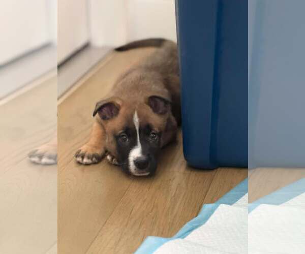 Medium Photo #7 Boxer-Unknown Mix Puppy For Sale in pomfret, CT, USA