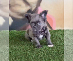 Small Photo #9 French Bulldog Puppy For Sale in NEWPORT BEACH, CA, USA