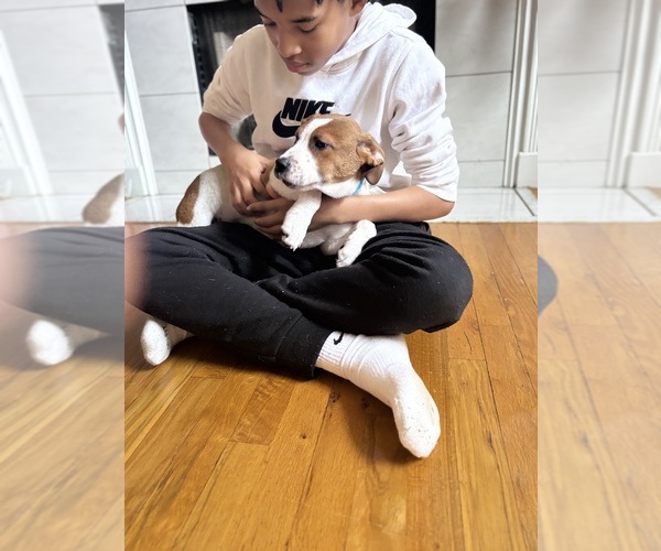 Medium Photo #5 America Bandogge Mastiff Puppy For Sale in SNELLVILLE, GA, USA