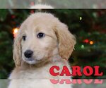 Small Photo #4 Goldendoodle Puppy For Sale in KERNERSVILLE, NC, USA
