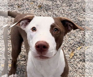 American Pit Bull Terrier-Unknown Mix Dogs for adoption in Jefferson, WI, USA