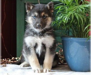 German Shepherd Dog-Siberian Husky Mix Puppy for sale in APPLE CREEK, OH, USA