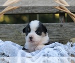 Puppy Puppy 4 American Corgi