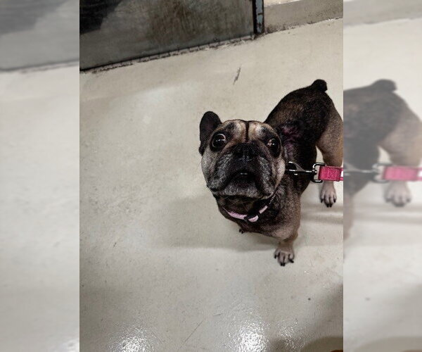 Medium Photo #1 French Bulldog Puppy For Sale in Fremont, CA, USA