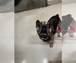Small French Bulldog