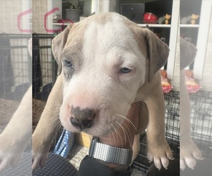 American Bully Puppy for sale in LAKE STATION, IN, USA