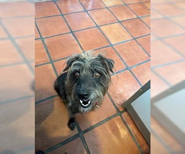 Medium Photo #5 Mutt Puppy For Sale in San Diego, CA, USA