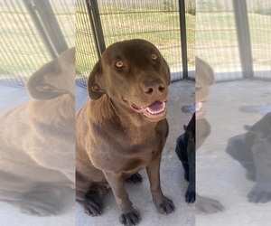 Labrador Retriever Dogs for adoption in WEST COVINA, CA, USA