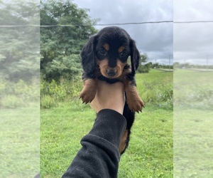 Dachshund Puppy for sale in MORNING VIEW, KY, USA