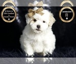 Puppy Pip F1 Maltipoo