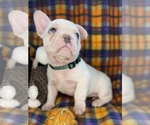 Small Photo #52 Faux Frenchbo Bulldog Puppy For Sale in HOODSPORT, WA, USA