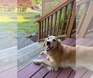 Mother of the Golden Retriever puppies born on 06/14/2026