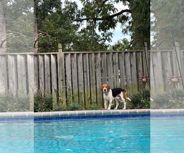 Medium Photo #3 Beagle Puppy For Sale in Clinton , MI, USA