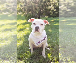 Mutt Dogs for adoption in Crete, IL, USA