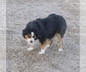 Mother of the Miniature Australian Shepherd puppies born on 04/14/2026
