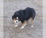 Small Photo #1 Miniature Australian Shepherd Puppy For Sale in OSHKOSH, NE, USA