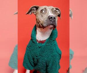American Staffordshire Terrier Dogs for adoption in Fort Lauderdale, FL, USA