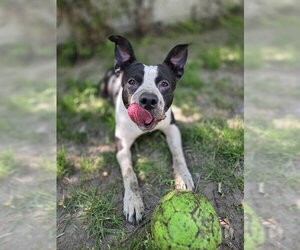 American Bulldog-Unknown Mix Dogs for adoption in Toronto, Ontario, Canada