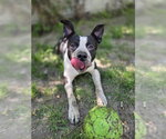 BLANCO - Male American Bulldog-Unknown Mix Dog for Adoption - Small photo
