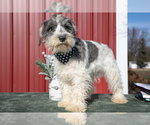 Puppy Gino Schnauzer (Miniature)
