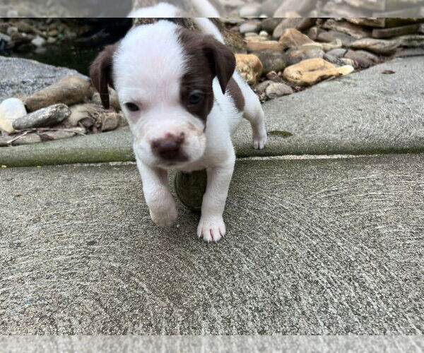 Medium Photo #4 Mutt Puppy For Sale in Mooresville, NC, USA