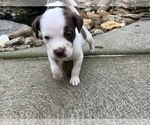 Small #3 Mutt