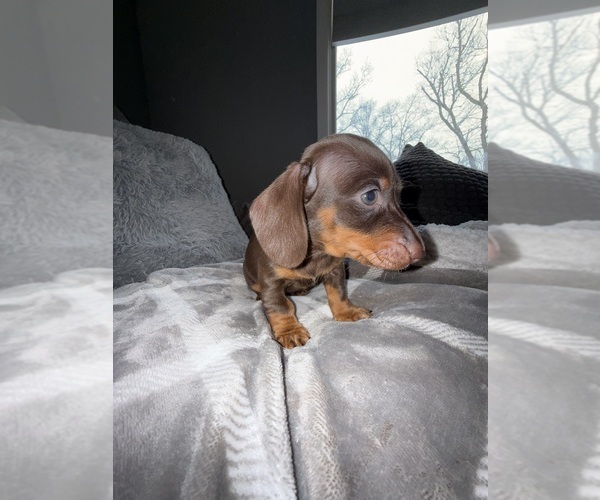 Medium Photo #1 Dachshund Puppy For Sale in JOHNSTON, RI, USA