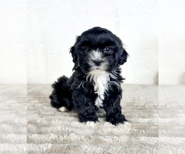 Medium Photo #4 ShihPoo Puppy For Sale in GREENFIELD, IN, USA