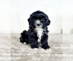 Small #3 ShihPoo