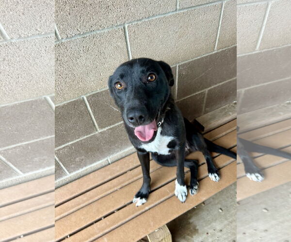 Medium Photo #2 Mutt Puppy For Sale in Pampa, TX, USA