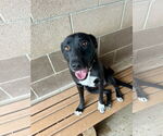Small #1 Mutt