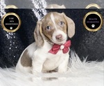 Small #8 Dachshund