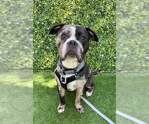 American Pit Bull Terrier Dogs for adoption in Naples, FL, USA