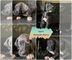Small Photo #3 Great Dane Puppy For Sale in KANSAS CITY, MO, USA