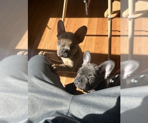 French Bulldog Puppy for sale in CHEYENNE, WY, USA