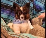 Small Photo #2 Papillon Puppy For Sale in FREWSBURG, NY, USA