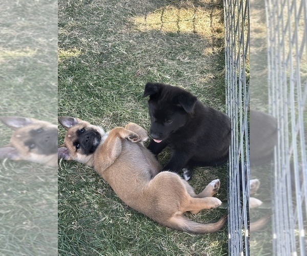 Medium Photo #1 Shollie Puppy For Sale in YAKIMA, WA, USA