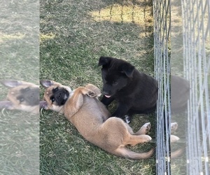 Shollie Puppy for Sale in YAKIMA, Washington USA