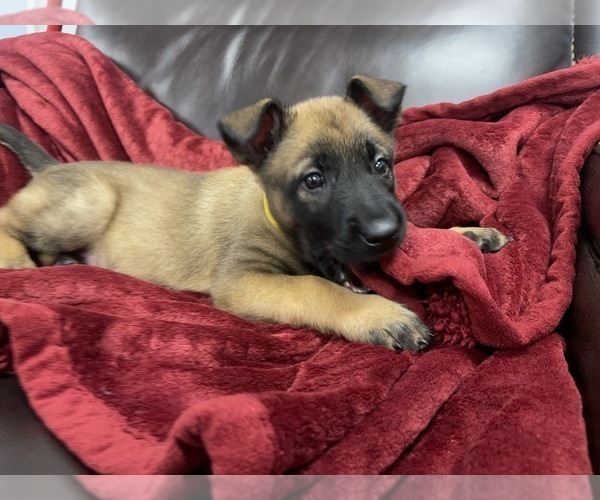 Medium Photo #56 Belgian Malinois Puppy For Sale in REESEVILLE, WI, USA