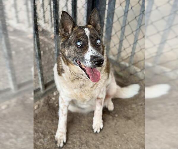 Medium Photo #2 Mutt Puppy For Sale in Riverside, CA, USA