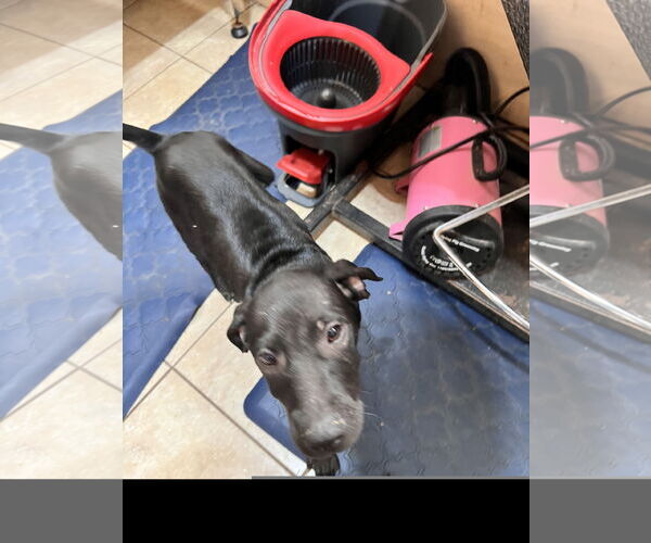 Medium Photo #3 Labrador Retriever-Unknown Mix Puppy For Sale in Tracy City, TN, USA