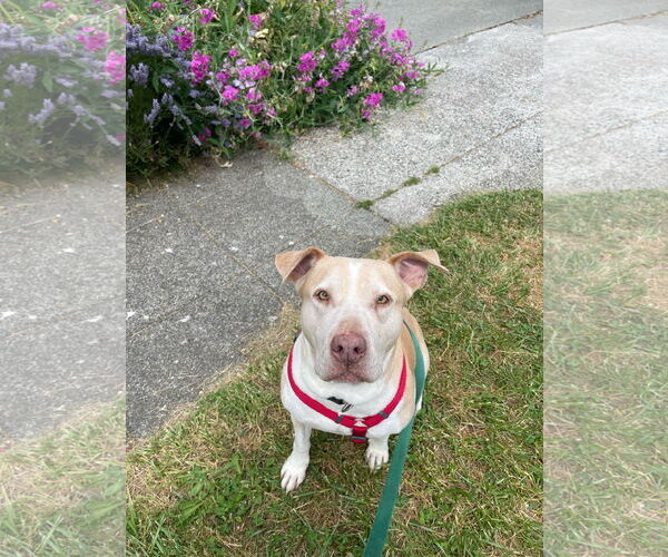 Medium Photo #11 Labrador Retriever-Staffordshire Bull Terrier Mix Puppy For Sale in Bellevue, WA, USA