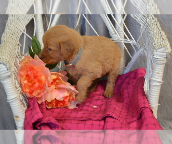 Medium Photo #1 Golden Retriever Puppy For Sale in OWEN, WI, USA