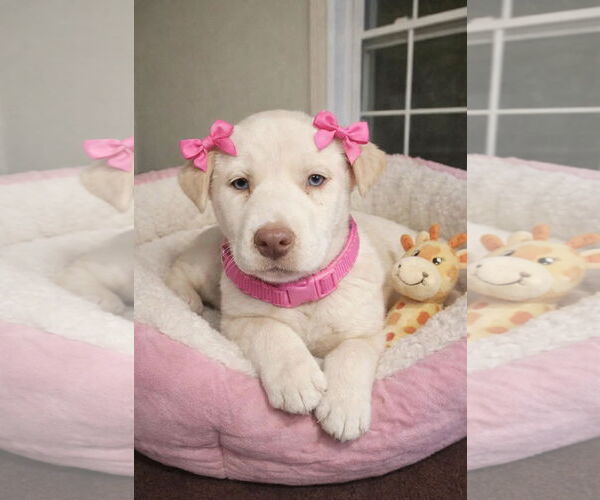 Medium Photo #2 Labrador Retriever-Unknown Mix Puppy For Sale in Mt. Laurel, NJ, USA