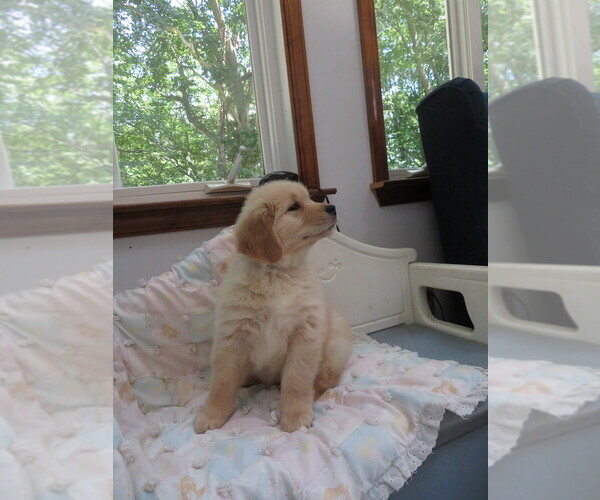 Medium Photo #17 Golden Retriever Puppy For Sale in MECHANICSVILLE, MD, USA