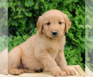 Golden Retriever Puppy for sale in LITITZ, PA, USA