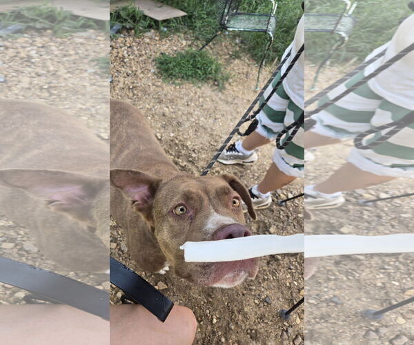 Medium Photo #3 American Staffordshire Terrier-Unknown Mix Puppy For Sale in Jackson, MS, USA